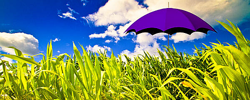 Guarda-chuva no mato.